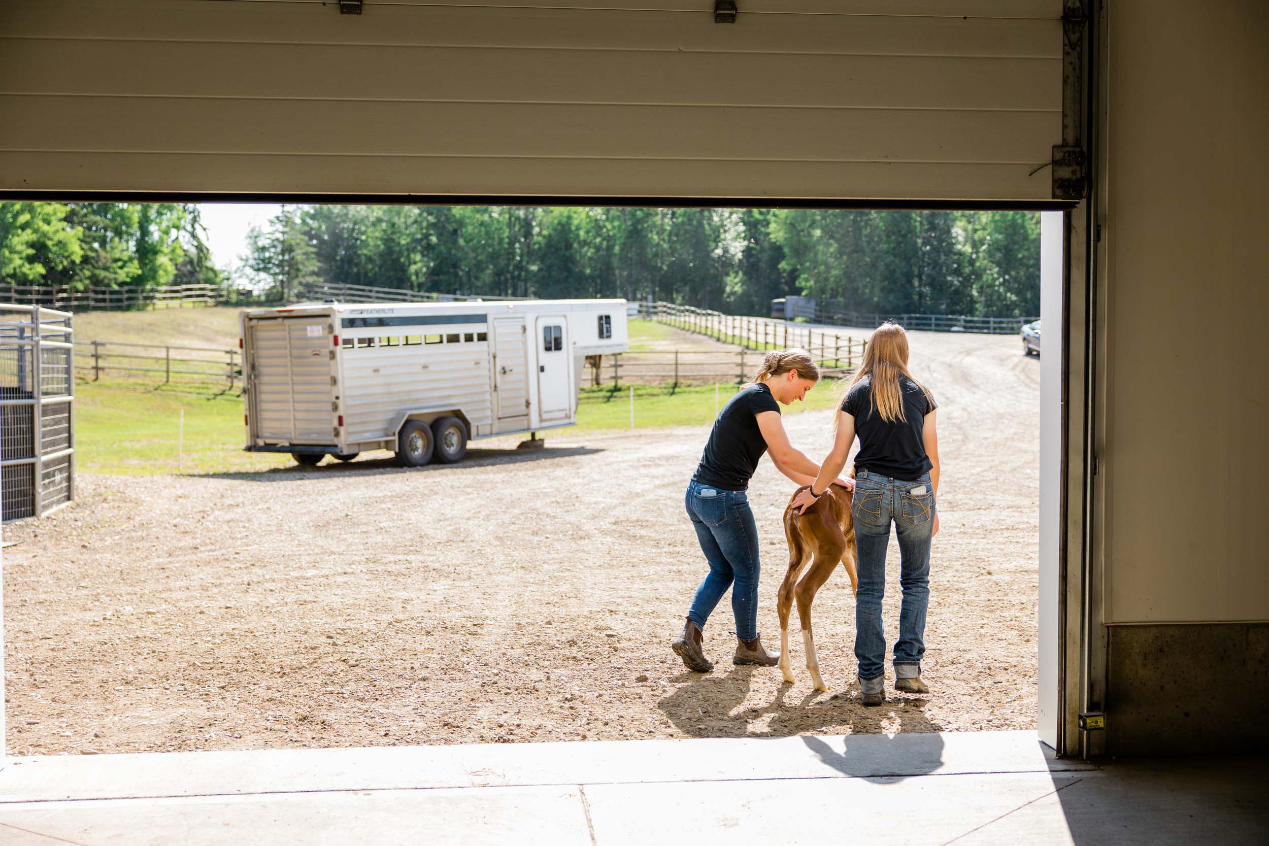 Westhills Equine Veterinary Services