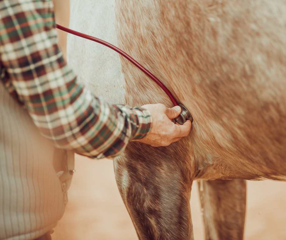 Big Horn Veterinary Services Ltd.