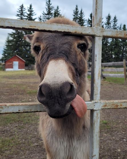 Greenview Veterinary Clinic