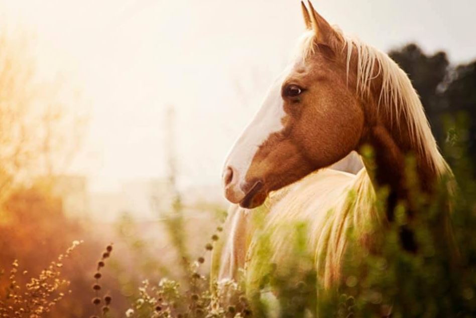 Mackenzie Veterinary Services