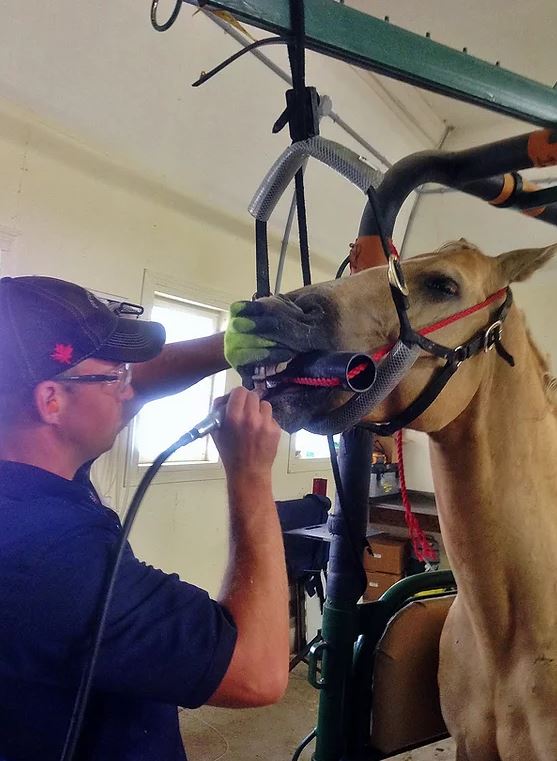 Maverick Large Animal Veterinary Service