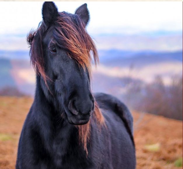 Nanton Veterinary Clinic