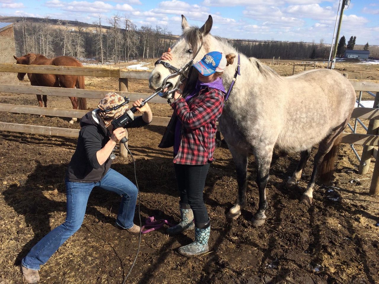 Poplar Grove Veterinary Services