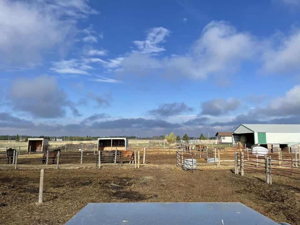 Mystic Meadows Equine Centre