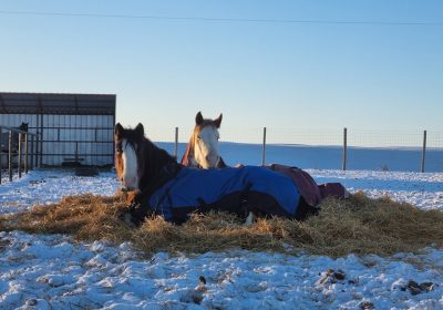 419130653_1117273263022780_579672112767137942_n