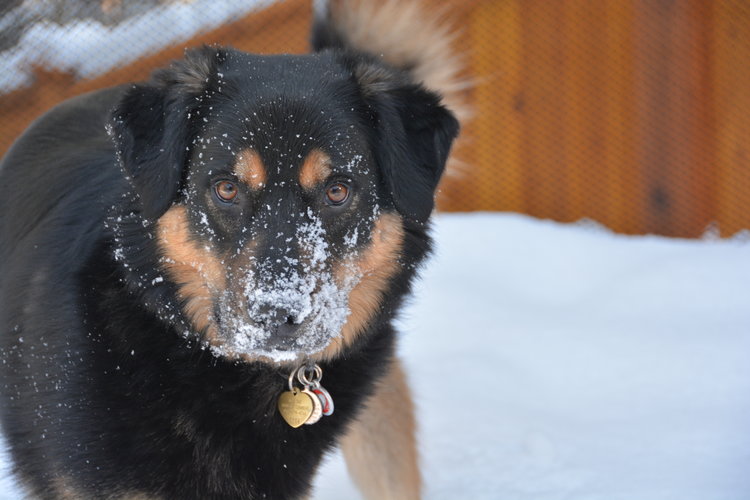 Banff Veterinary Services