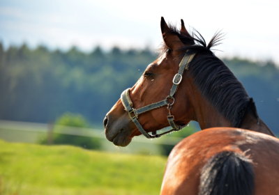 Screenshot-2024-02-26-103141