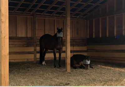 Screenshot-2024-02-26-113153