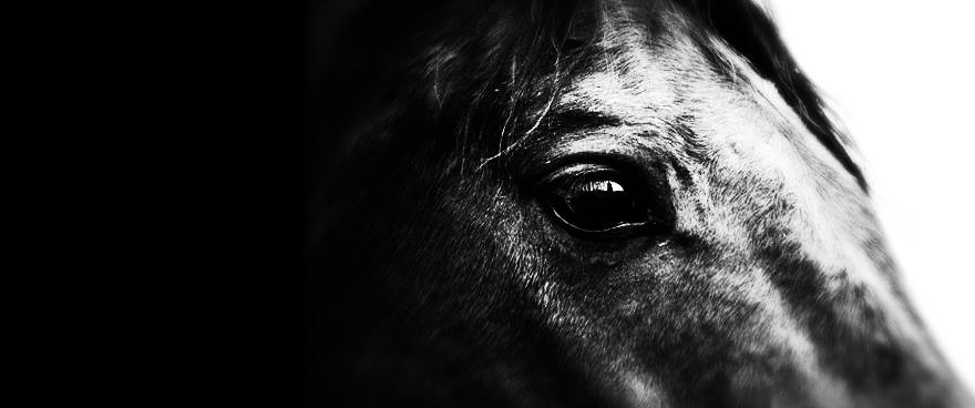 Herbers Veterinary Services Ltd