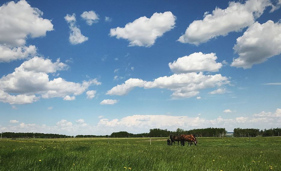 Meadow Green Stables