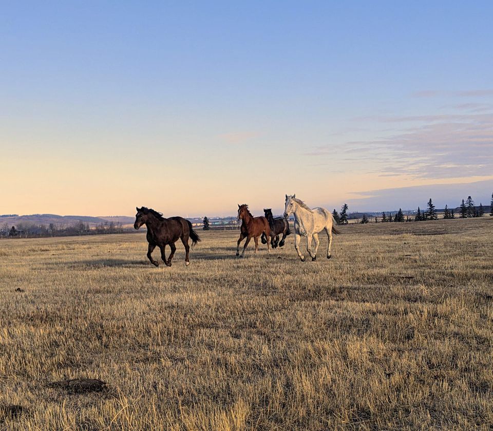 PD Ranch Horse Boarding