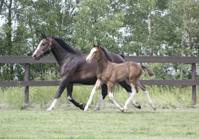 Screen-Shot-2021-06-20-at-2.48.16-PM