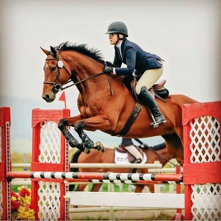 Tudor Equestrian