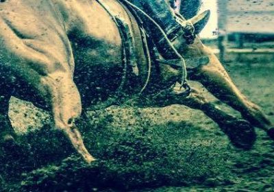 Performance-Equine-Therapy