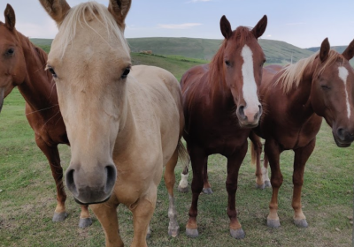 Screenshot-2024-11-28-081511